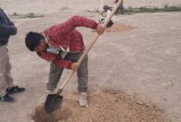 کاشت ۲۵۰۰ اصله درخت جنگلی در ۲۰ هکتار از زمین های شهرستان تنگستان