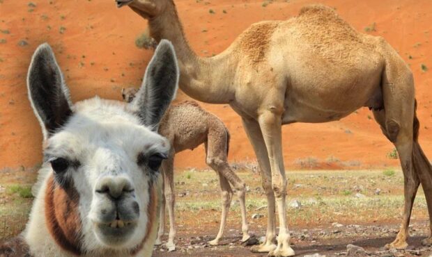 خون شتر می تواند کلید درمان آلزایمر باشد