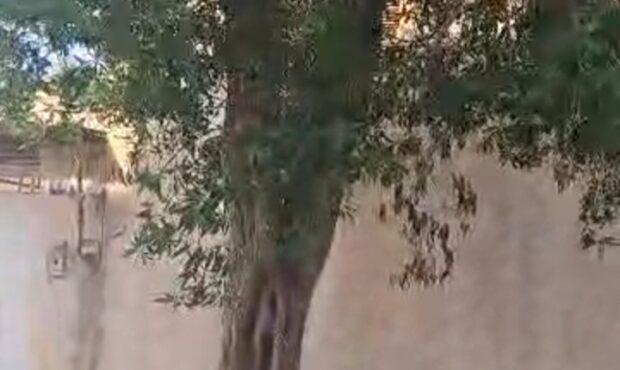 درختهای مرموز اسرائیلی